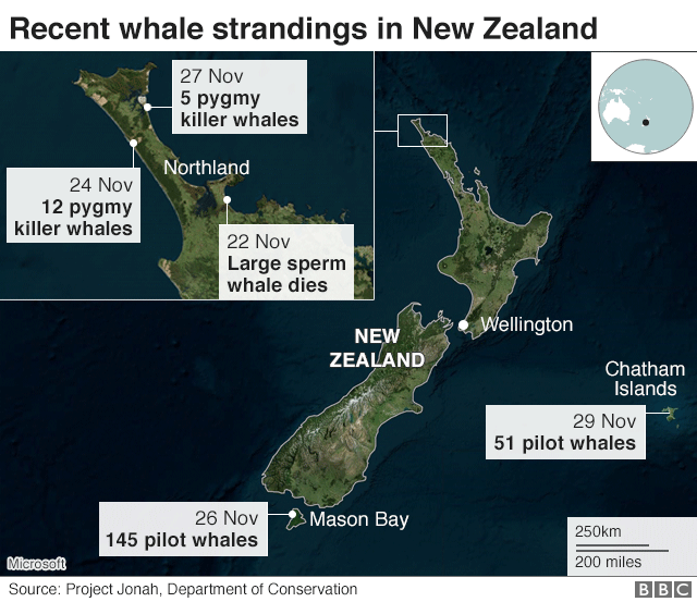 Whales Stranded In New Zealand Another 50 Pilot Whales Die c News