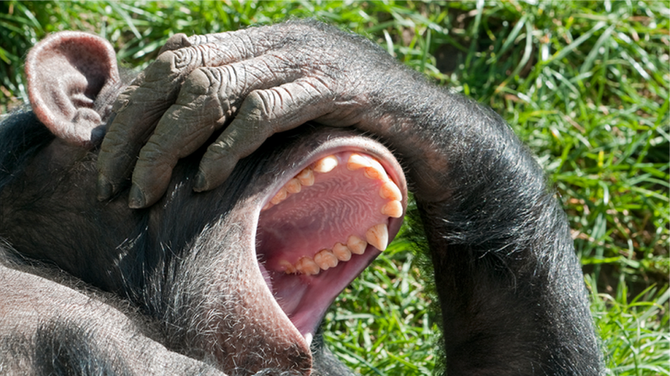黑猩猩愉悅時發出的聲音最接近人類的笑聲。