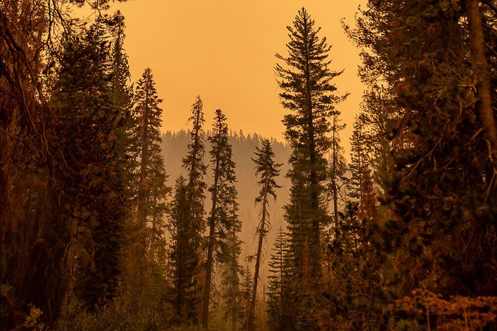 Оранжевое небо в Национальном лесу Сьерра среди пожаров