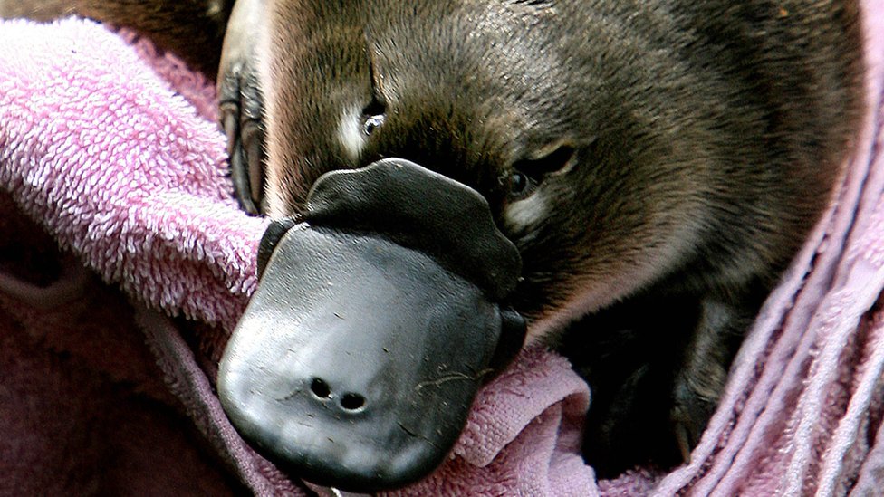 Platypus Milk How It Could Combat Superbugs c News