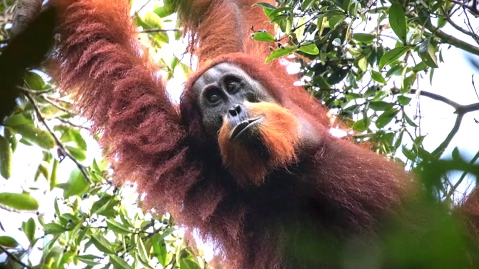 Orangutan Tapanuli
