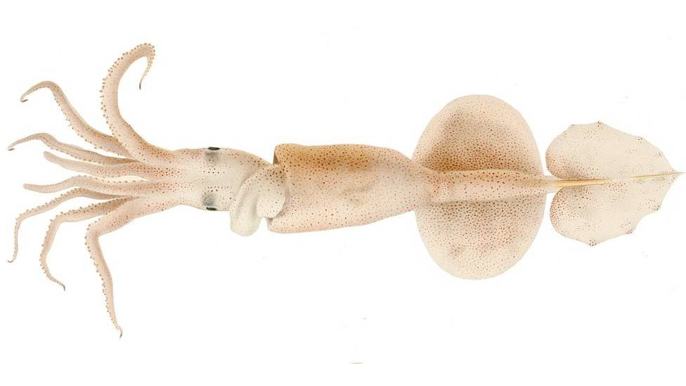 Grimalditeuthis bonplandi es un calamar bioluminiscente que lleva el nombre de la familia Grimaldi, casa reinante de Mónaco, y de Bonpland.