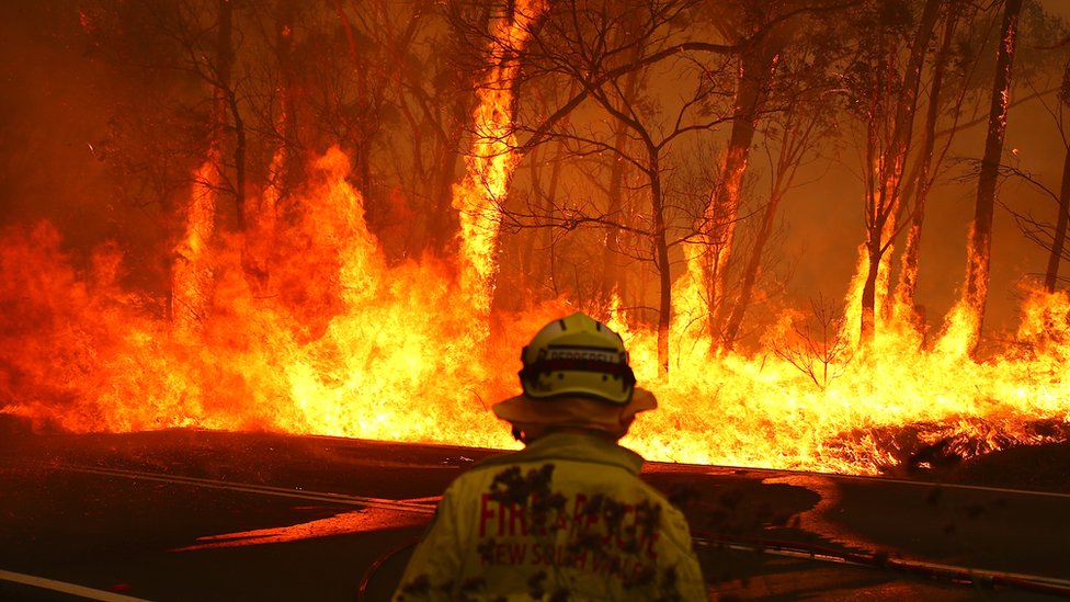 A firefighter faces a huge blaze that has engulfed several trees