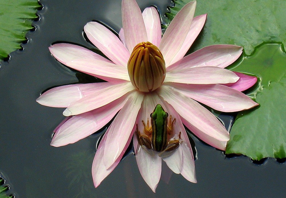 makhluk air, laut, katak hijau