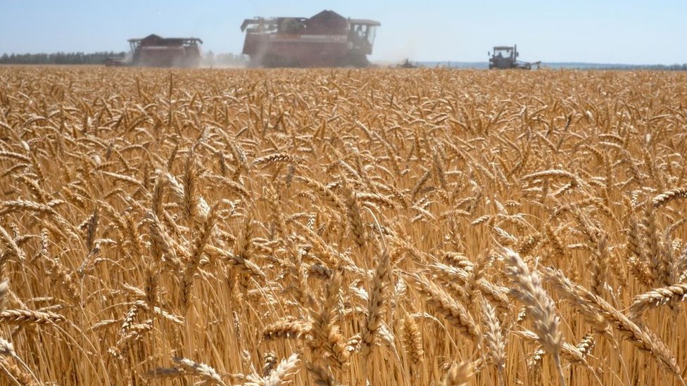 Cmpo de trigo en las afueras del pueblo de Karpenkovo, a unos 150 km de la ciudad de Voronezh, el 12 de julio de 2020.