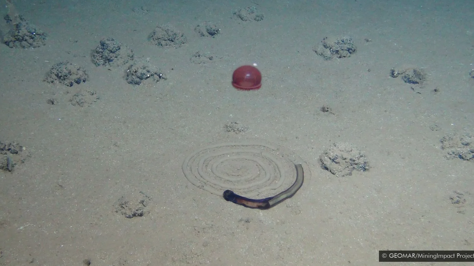 Drugačiji otisci - neobična spirala koju ostavlja crv, dok meduza lebdi