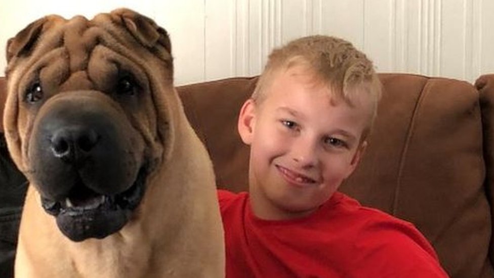 lost dogs reunited with owners