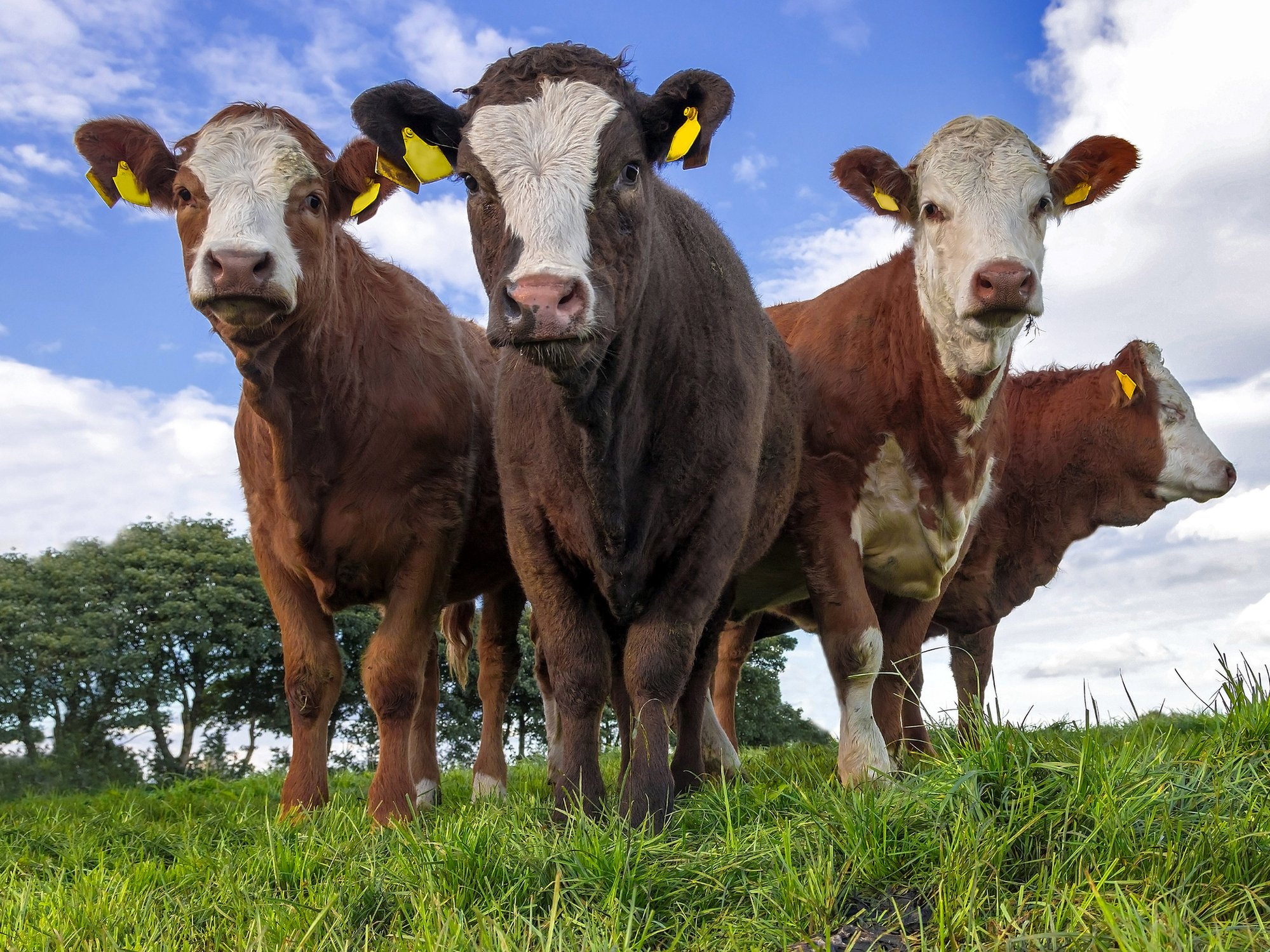 Four beef heifers in a field