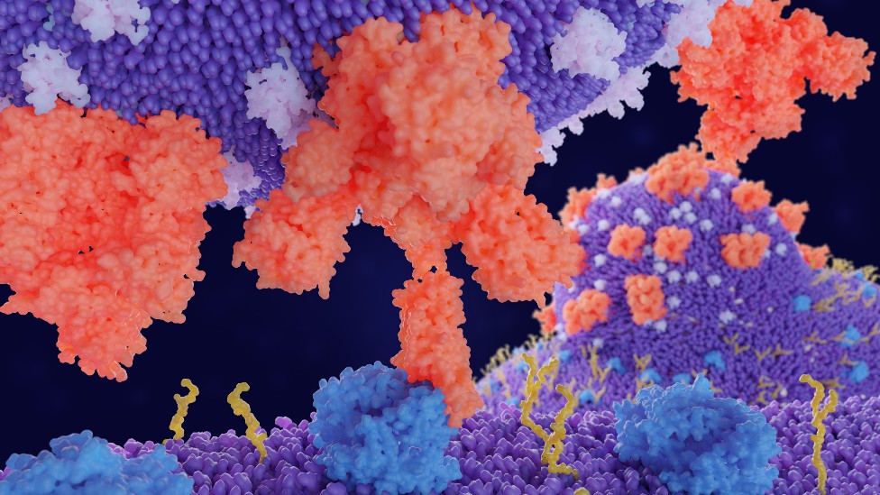Ilustración de la proteína Spike (S) del virus SARS‑CoV‑2 uniéndose a un receptor ACE2.