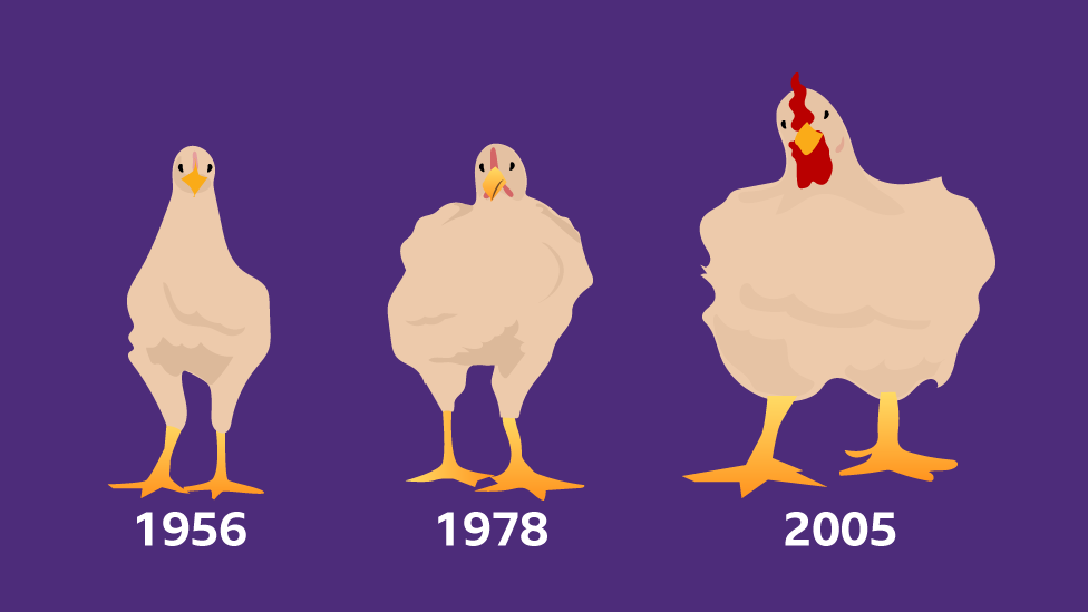 Ilustración que compara el crecimiento de los pollos de engorde de 1956, 1978 y 2005.