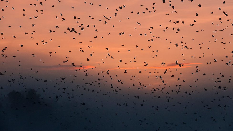 Revoada de morcegos ao por-do-sol