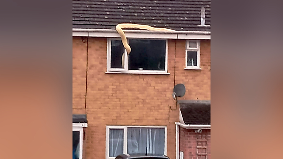 Foto mostra cobra entrando por janela