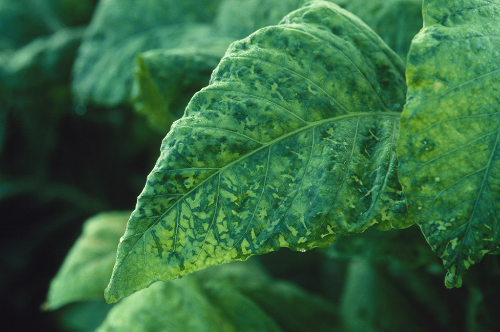Una planta afectada por el virus del mosaico del tabaco