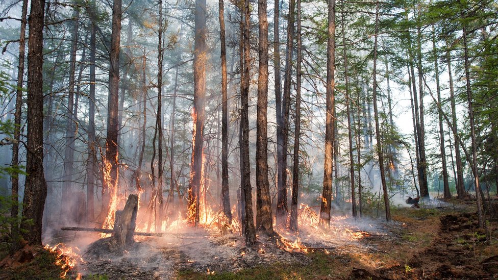 šumski požar (Sakha Republic in June 2020