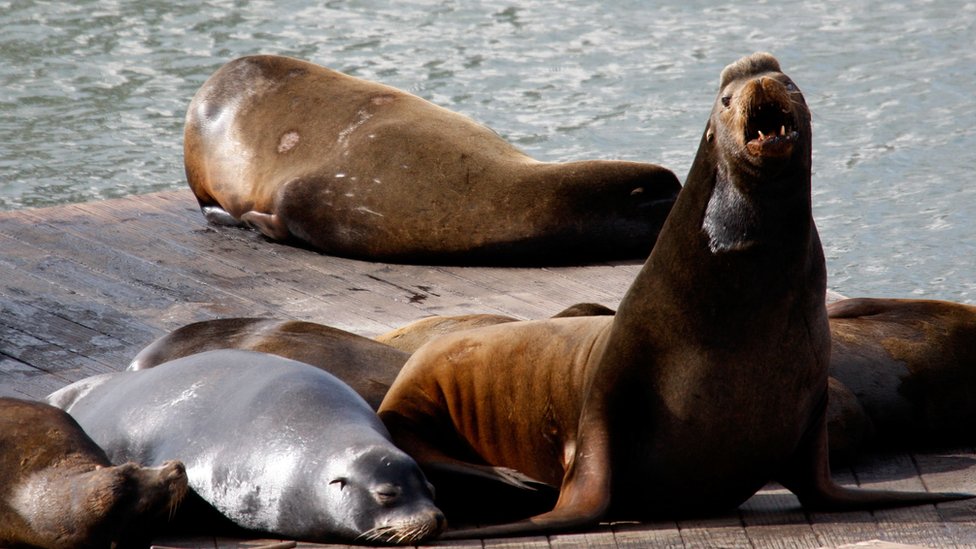 30 years alongside sea lions in the San Francisco Bay - ABC7 San Francisco