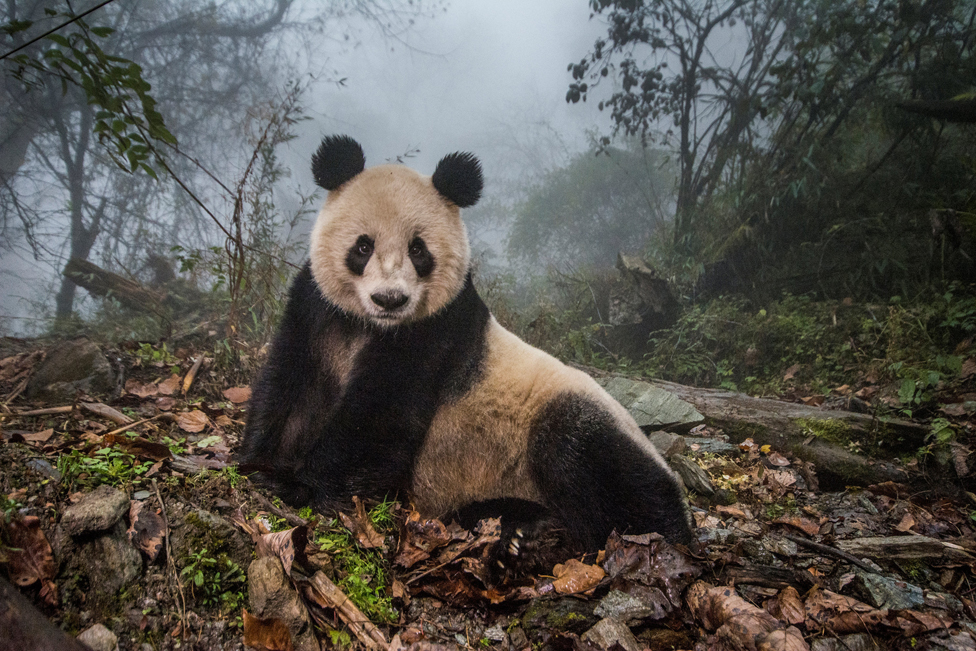 Е Е, 16-летняя гигантская панда, отдыхает в массивном диком вольере в природном заповеднике Волонг, Китай.