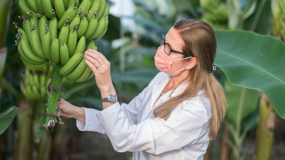 土耳其香蕉農場內一位身穿大白掛的女士在檢查香蕉