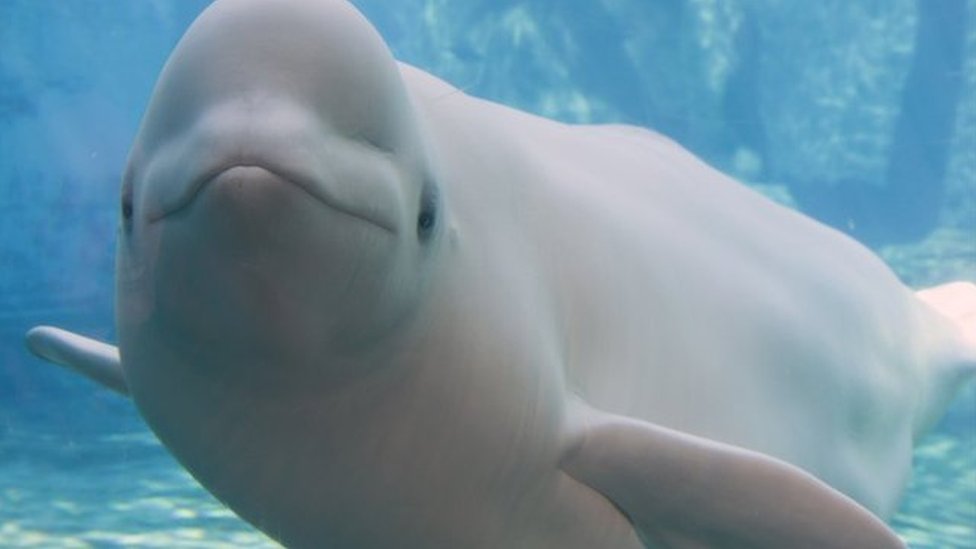 Second Captive-Born Beluga Whale Calf Dies