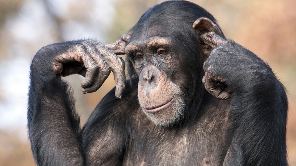 Šimpanze sa prstima u ušima