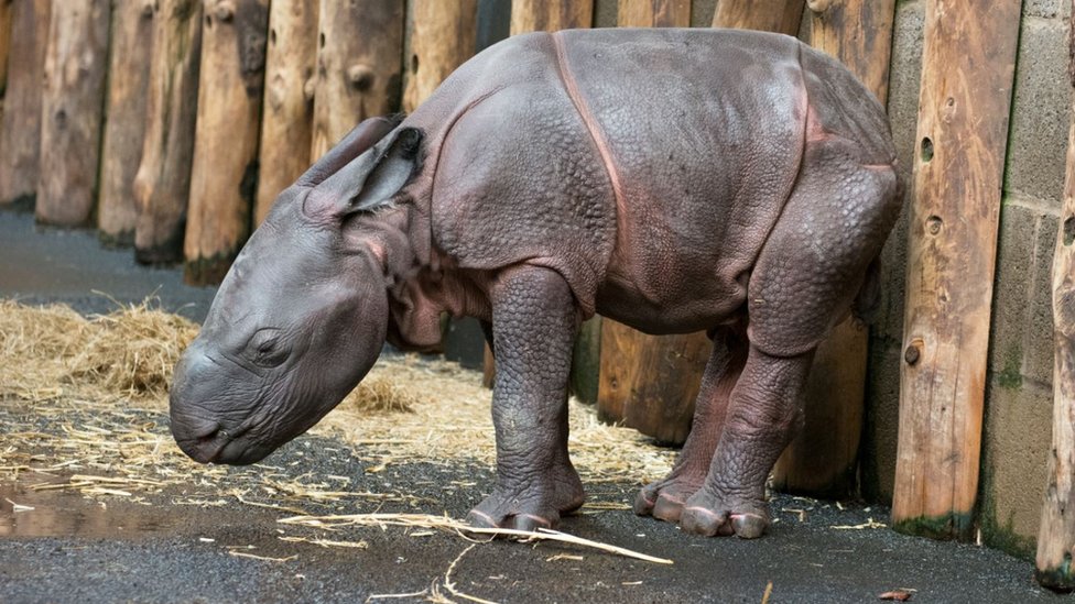 Новорожденный детеныш индийского носорога