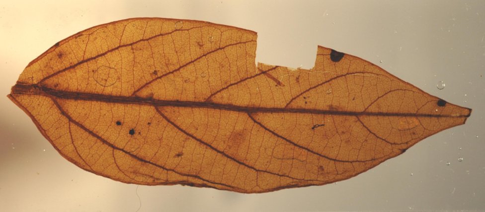 Leaf under high magnification