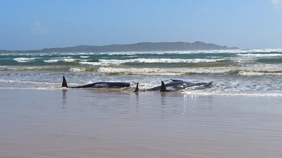 Some of the stranded whales on a sandbar at Macquarie Heads