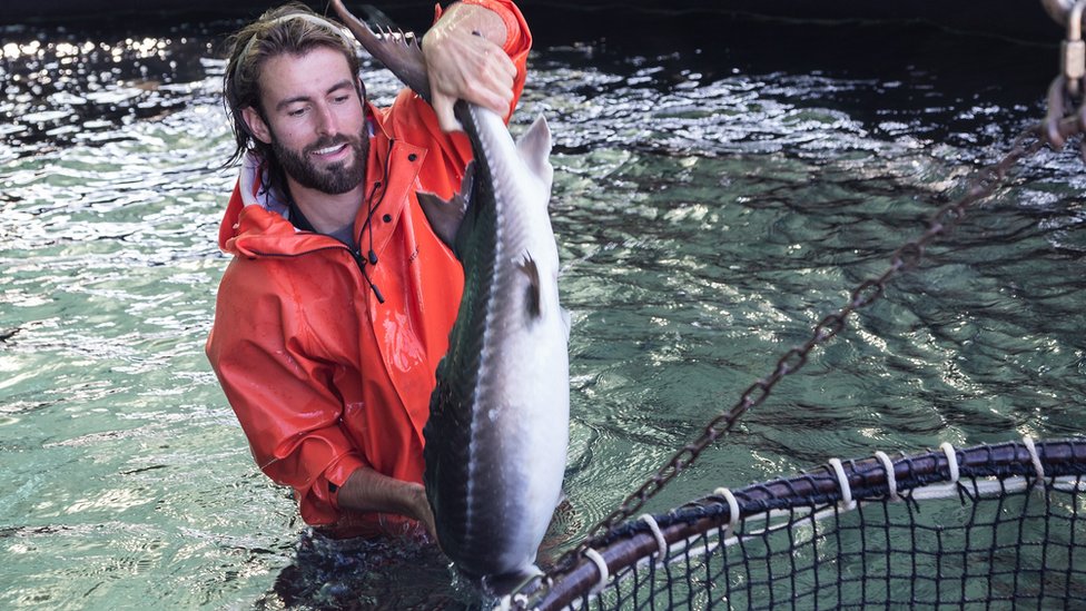 Un trabajador de Sterling Caviar con un esturión