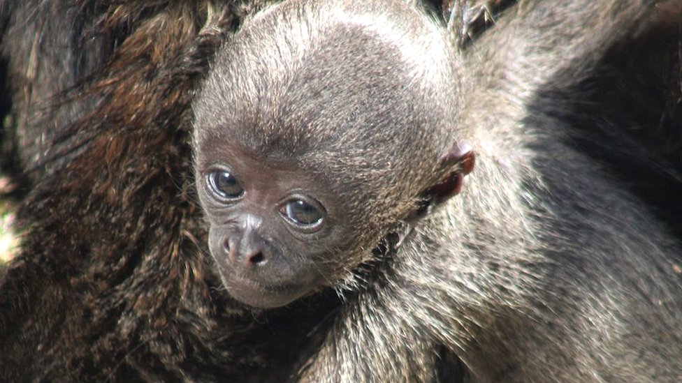 Rare Monkeys Which Suffer With Stress Give Birth In Dorset c News