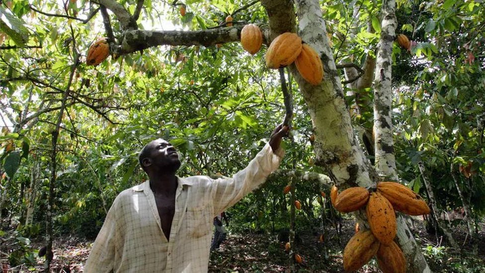 El propietario de una plantación en Costa de Marfil revisa las mazorcas de uno de sus árboles de cacao.