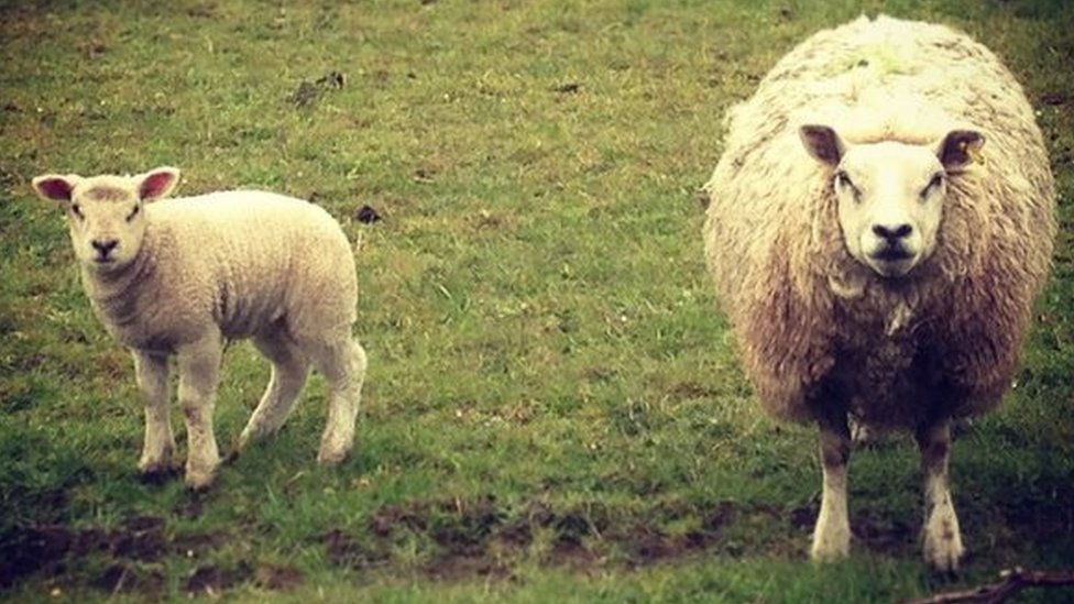 Две овцы
