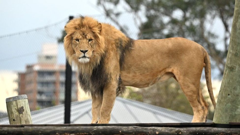 Taronga Zoo: Five lions escape exhibit at Sydney zoo