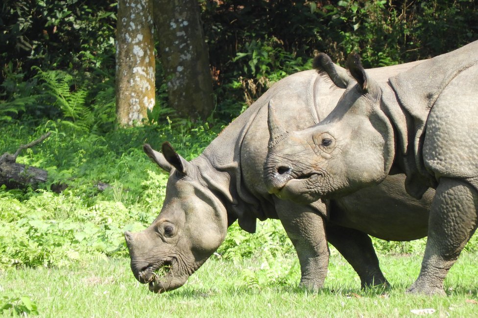 _118011974_rhinosinnepal.jpg
