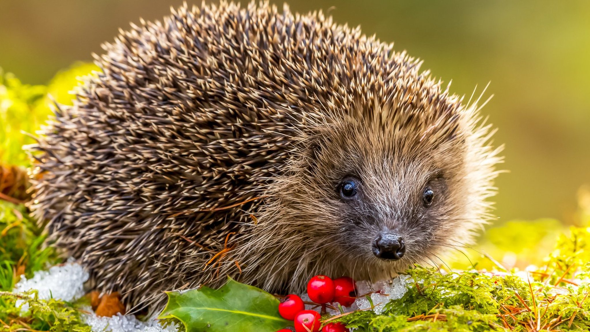 Mammalweb durham university asks for animal spotters across the uk