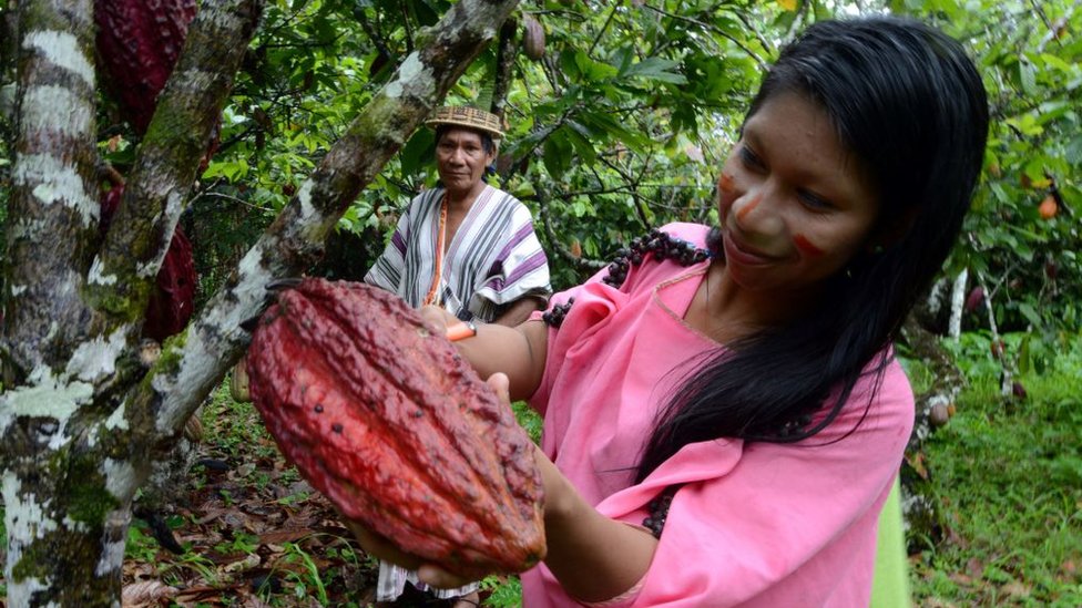 inspeccionando cacao en la selva de Perú