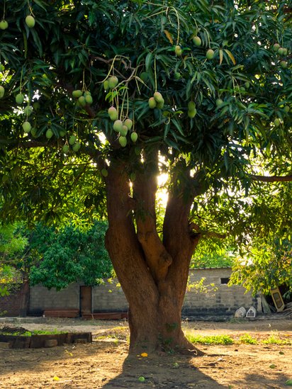 Un árbol de mango
