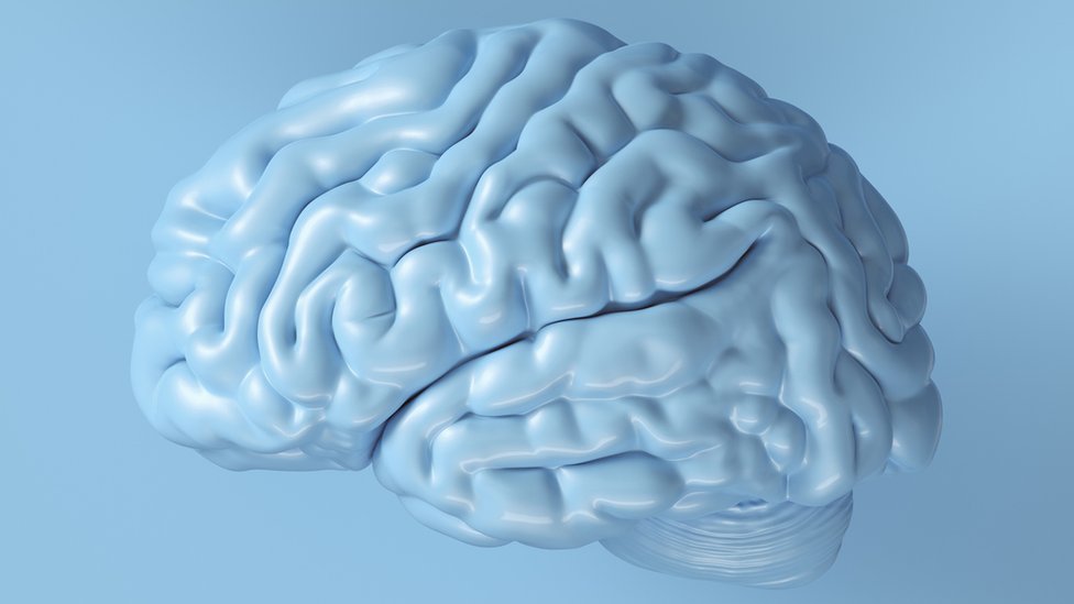Modelo de un cerebro