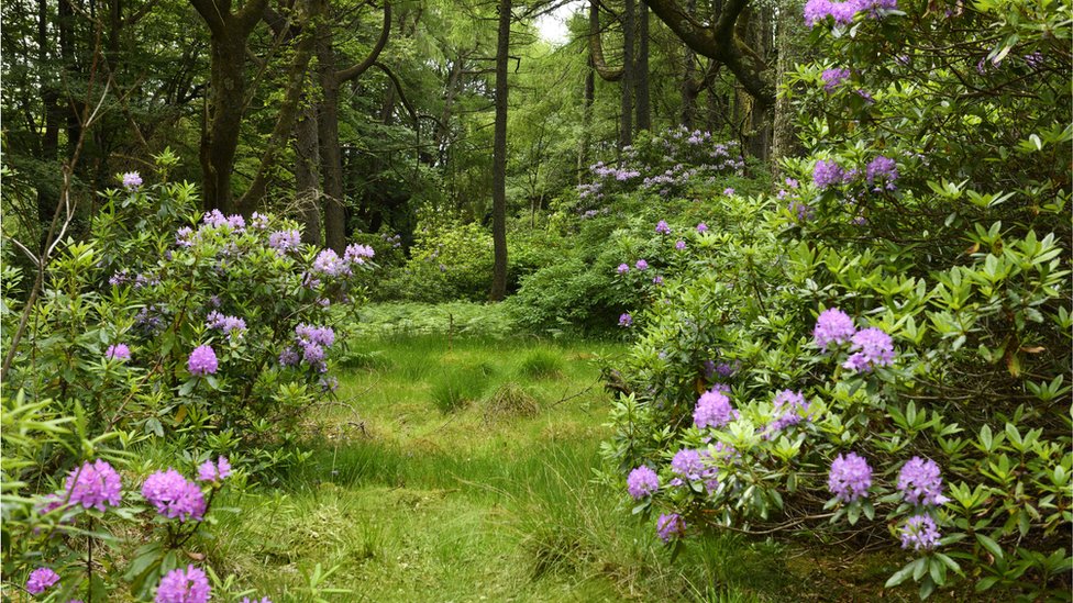 Community to tackle Marsden Moor rhododendron invaders