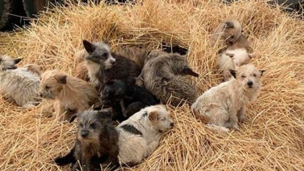 Puppies Rescued In Willingham Travellers Site Raid Bbc News