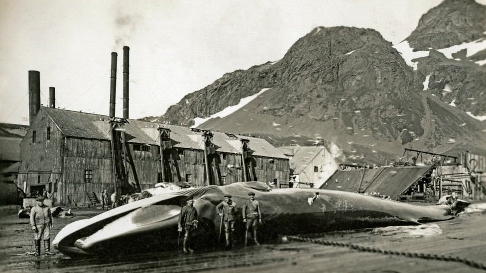 Norwegian whalers at Grytviken whaling station, South Georgia, 1932.