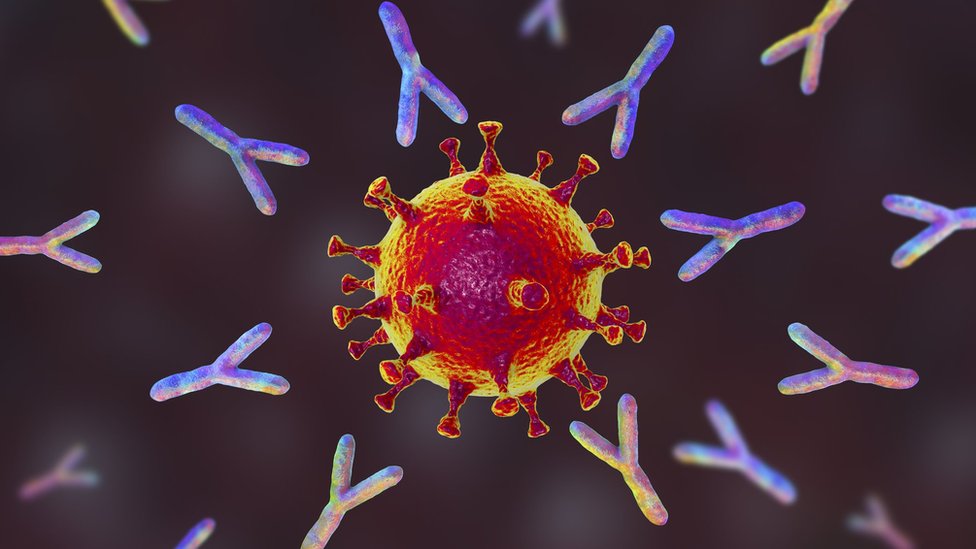 Anticorpos atacam vírus
