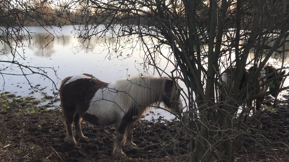 Лошадь в затопленном поле