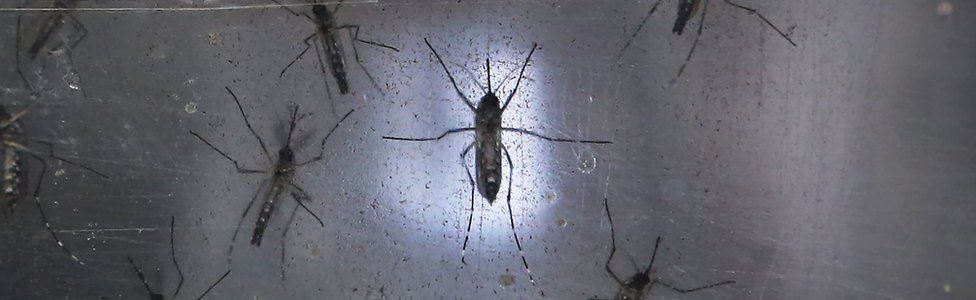 بعوض