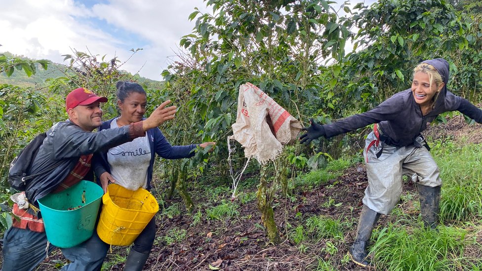 Luis Giraldo and Gloria Piedrahita get some help from a fellow coffee picker at the Santa Isabel estate on Nov 20