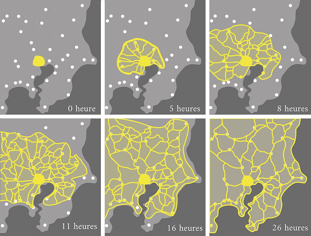 Adaptación de la ilustración del estudio del profesor Toshiyuki Nakagaki sobre la creación y optimización de redes por parte de P. Polycephalum.