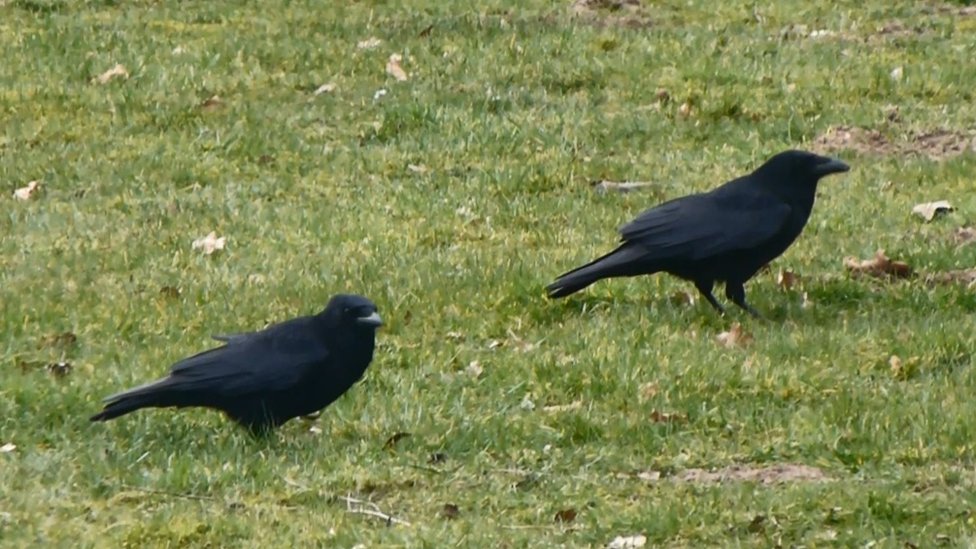 Evil Crows Vandalise Newark Woman S Home And Car Bbc News Sheryl crow — home 04:46. bbc