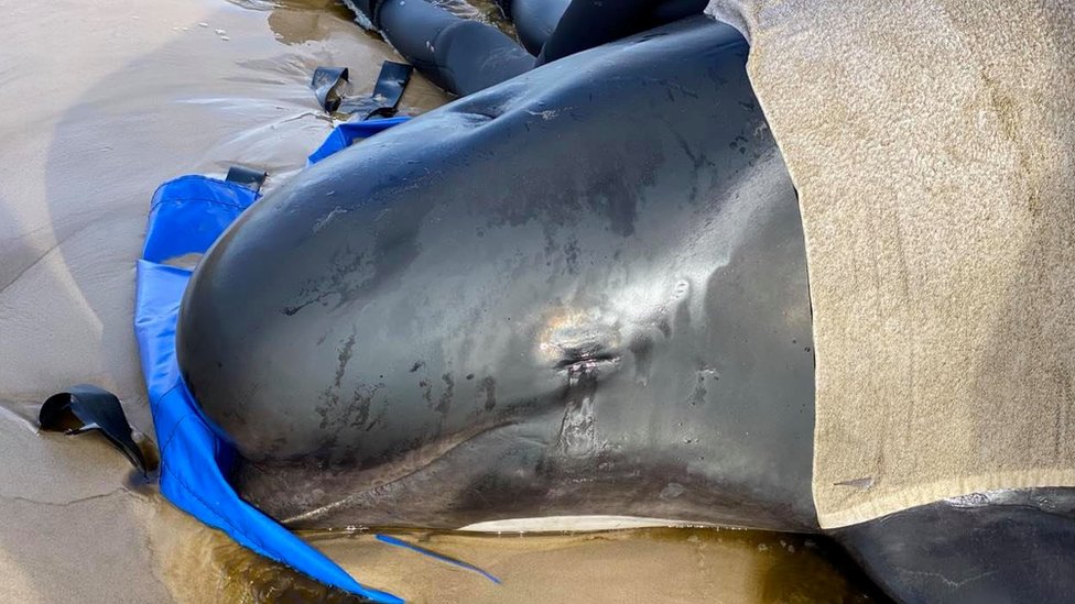 A stranded whale covered in a wet towel