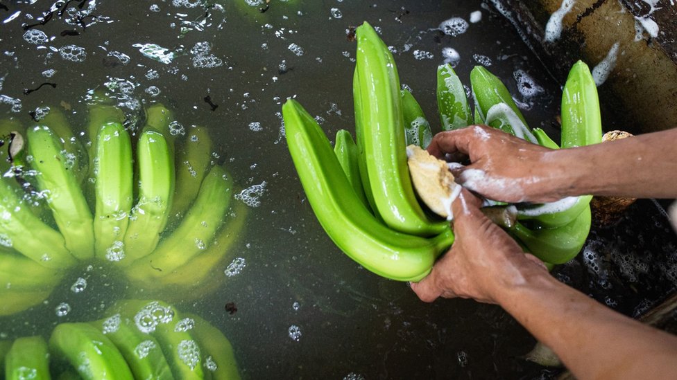 厄瓜多爾一香蕉農場工人清洗剛採下的香蕉