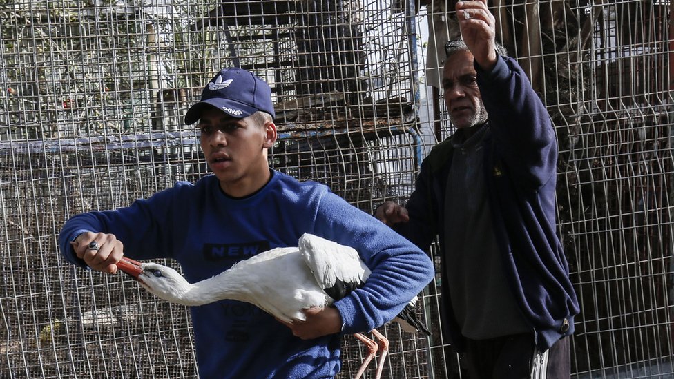 Životinje su prebačene iz Zoo vrta u Gazi