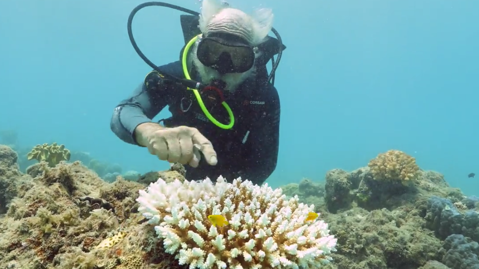 Исследователь рифов осматривает обесцвеченные кораллы
