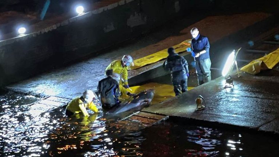 Rescue operation to help whale stranded in Thames